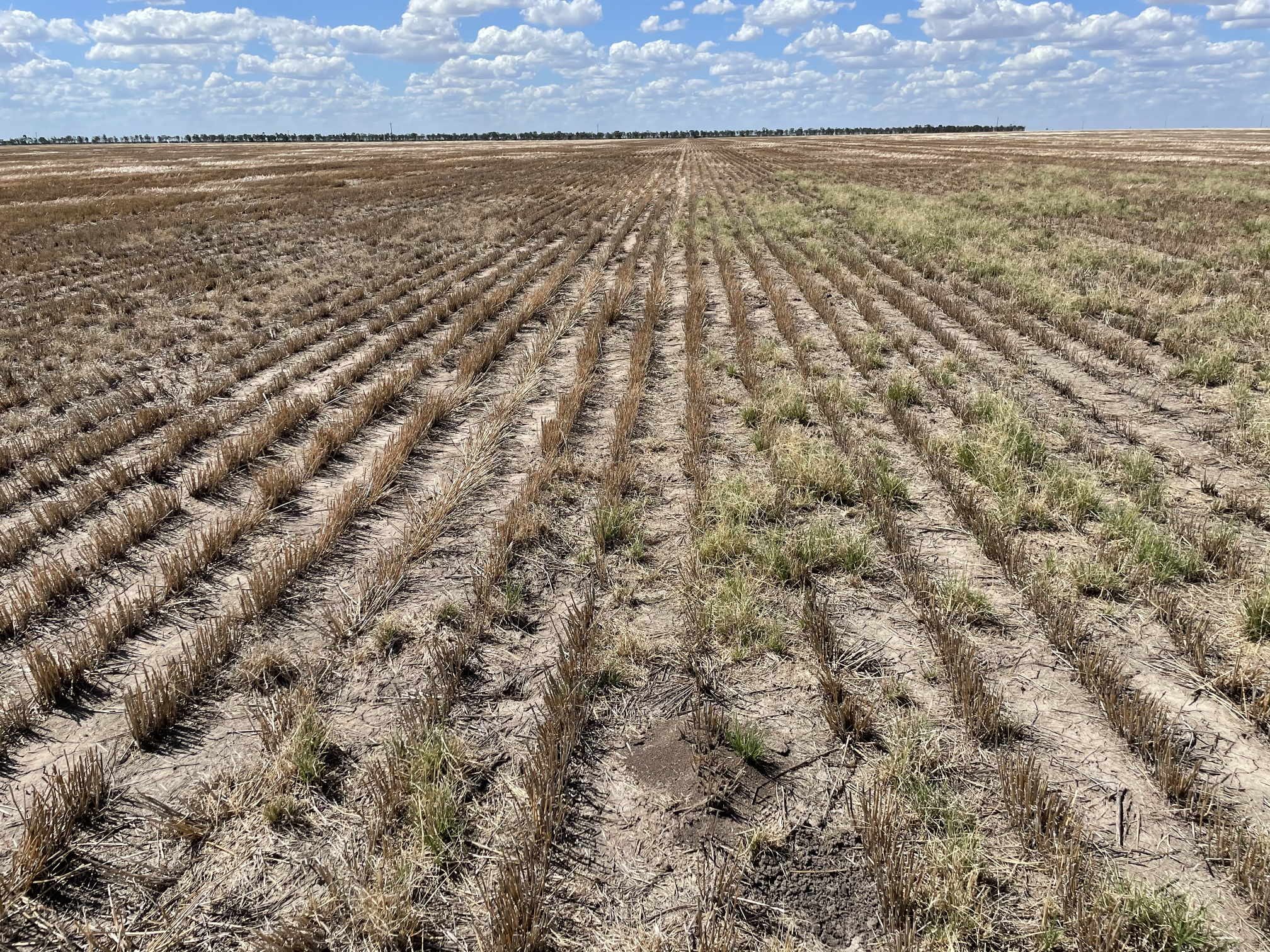 ICAN | Feathertop Rhodes grass