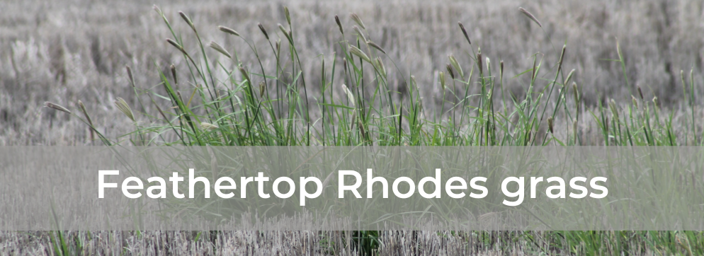 Feathertop Rhodes grass