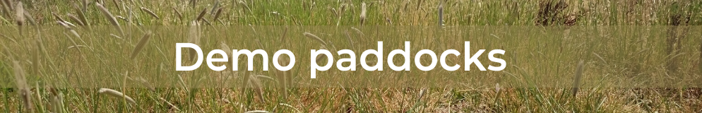 Feathertop Rhodes grass - Demo paddocks