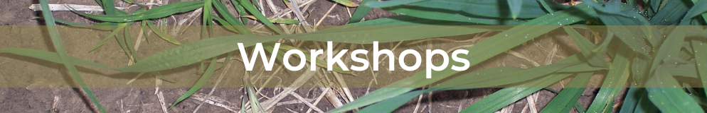Feathertop Rhodes grass - Workshops
