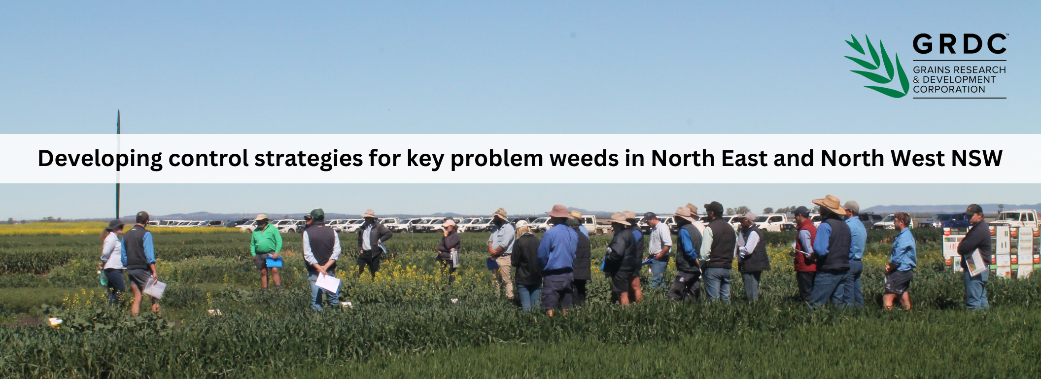 Developing control strategies for key problem weeds in North East and North West NSW